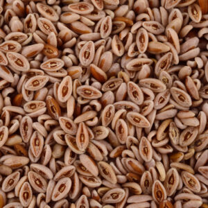 Semillas de Psyllium