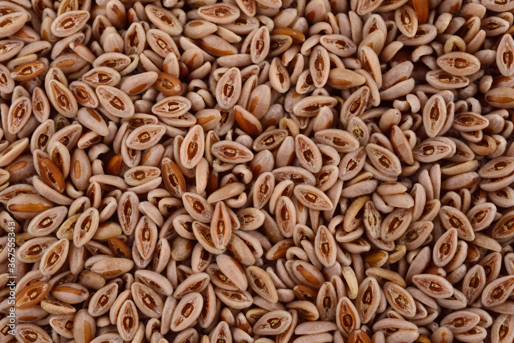 Semillas de Psyllium
