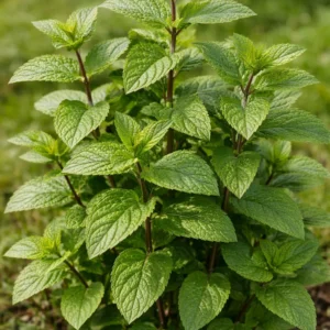 Menta Piperita