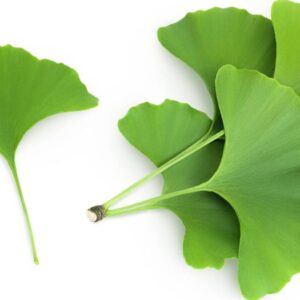 Gingkobiloba en Hojas