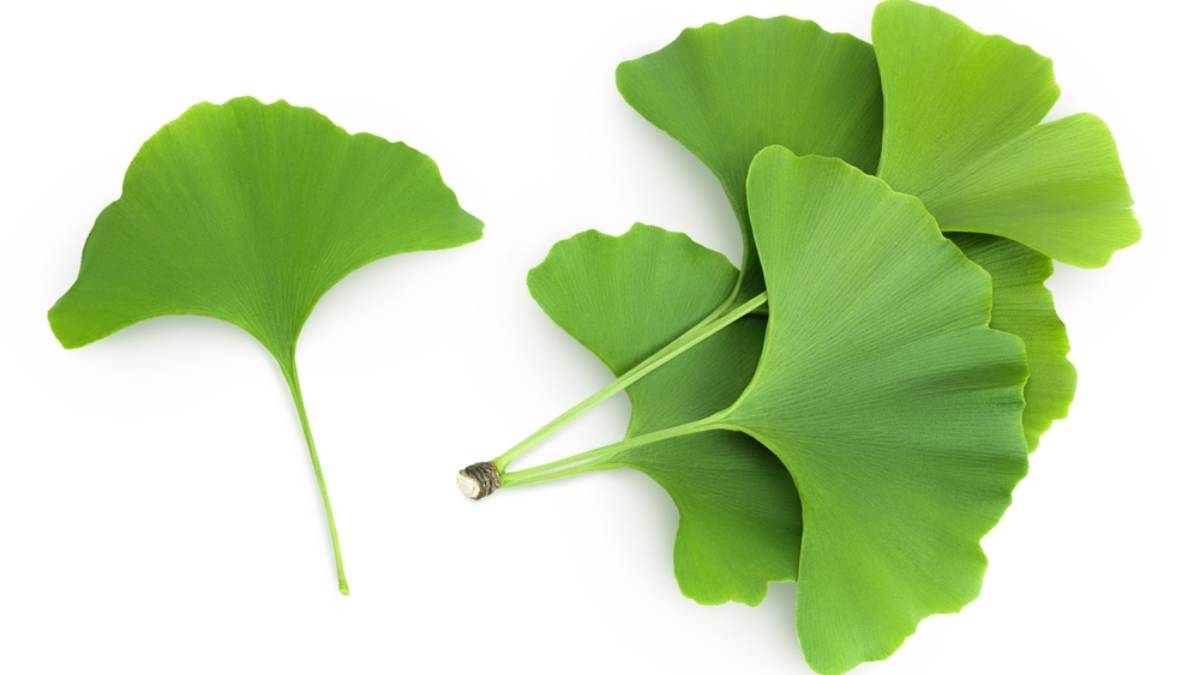 Gingkobiloba en Hojas